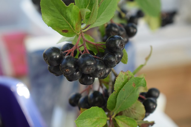 Aronia Marmelade – Die Schwarze Apfelbeere ist das Powerfood der Zukunft!